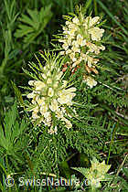 F183571: Blattreiches Läusekraut (Pedicularis foliosa)