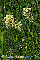 F183572: Blattreiches Läusekraut (Pedicularis foliosa)