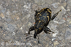 F183577: Grosser Brauner Rüsselkäfer (Hylobius abietis)