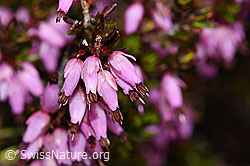 Erika (Erica carnea) (F183578)