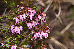 Erika (Erica carnea) (F183579)