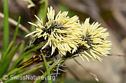F183580: Frühlings-Segge (Carex caryophyllea)