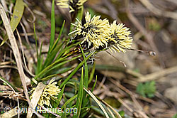F183581: Frühlings-Segge (Carex caryophyllea)