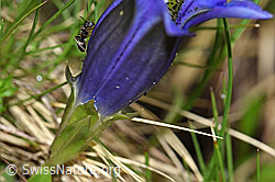 Gentiana acualis (F183583)