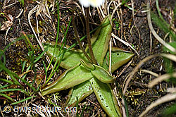 F183586: Alpen-Fettblatt (Pinguicula alpina)