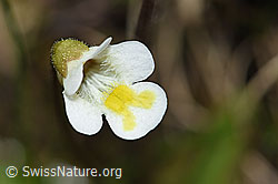 F183588: Alpen-Fettblatt (Pinguicula alpina)