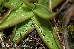 F183589: Alpen-Fettblatt (Pinguicula alpina)