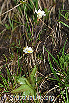 F183592: Alpen-Fettblatt (Pinguicula alpina)