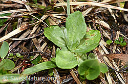 Primula farinosa (F183594)