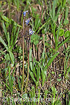 F183608: Grosses Alpenglöckchen (Soldanella alpina)
