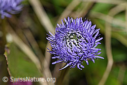 Schaft-Kugelblumen (Globularia nudicaulis) (F183610)