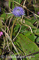 Schaft-Kugelblumen (Globularia nudicaulis) (F183611)