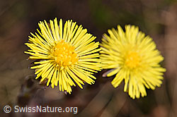 F183617: Huflattich (Tussilago farfara)