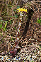 F183618: Huflattich (Tussilago farfara)