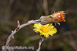 F183619: Huflattich (Tussilago farfara)