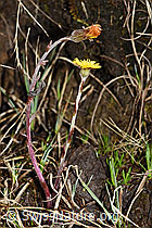 F183620: Huflattich (Tussilago farfara)