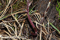 F183621: Huflattich (Tussilago farfara)