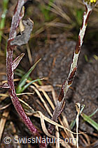 F183622: Huflattich (Tussilago farfara)