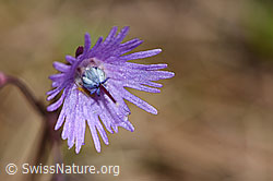 Soldanella alpina (19.06.2021, F183623)