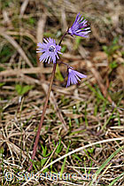 Soldanella alpina (19.06.2021, F183624)