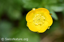 F183626: Berg-Hahnenfuss (Ranunculus montanus)