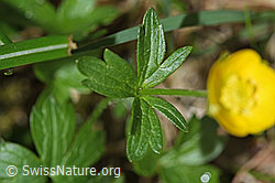 F183628: Berg-Hahnenfuss (Ranunculus montanus)
