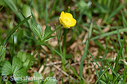 F183629: Berg-Hahnenfuss (Ranunculus montanus)