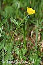 F183630: Berg-Hahnenfuss (Ranunculus montanus)