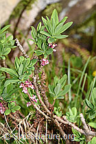Echter Seidelbast (Daphne mezereum) (F183635)