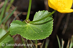 Sumpf-Dotterblume (Caltha palustris) (F183641)