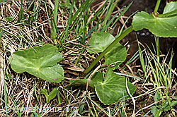 Sumpf-Dotterblume (Caltha palustris) (F183642)