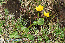 Sumpf-Dotterblume (Caltha palustris) (F183646)