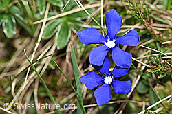 Gentiana verna (19.06.2021, F183647)