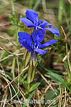 Gentiana verna (19.06.2021, F183648)