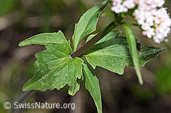 Foto: Dreiblatt-Baldrian (Valerina tripteris)