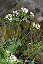 Foto: Dreiblatt-Baldrian (Valerina tripteris)