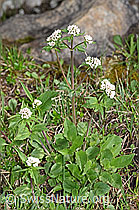 Foto: Dreiblatt-Baldrian (Valerina tripteris)