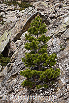 F183668: Bergföhre (Pinus mugo)