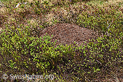 Foto: Grosse Kerbameise (Formica exsecta), Ameisenhügel
