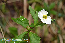 Eisenhutblättriger Hahnenfuss (Ranunculus aconitifolius) (F183678)