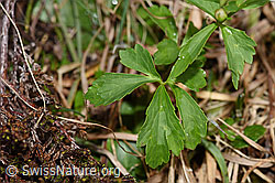 Eisenhutblättriger Hahnenfuss (Ranunculus aconitifolius) (F183679)