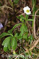 Eisenhutblättriger Hahnenfuss (Ranunculus aconitifolius) (F183681)
