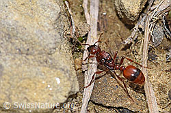 F183693: Grosse Knotenameise (Manica rubida)