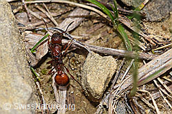 F183694: Grosse Knotenameise (Manica rubida)