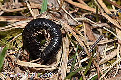 F183704: Schwarzer Schnurfüsser (Tachypodoiulus niger).