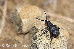 Photo: Otiorhynchus foraminosus