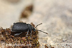 F183716: Otiorhynchus foraminosus (Rüsselkäfer)