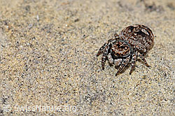 F183721: Sitticus floricola (Springspinne)