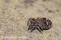 F183722: Sitticus floricola (Springspinne)