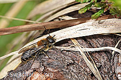 F183745: Schwarzspornige Stängelbiene (Hoplitis leucomelana)